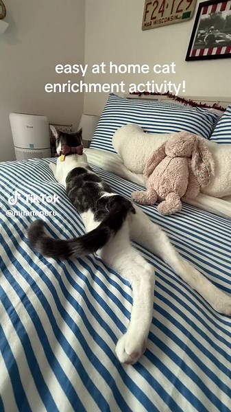 easily one of poppy’s FAVORITE activities #catmom #boycat #poppy #enrichment #fypviral