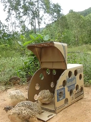 How to Build Smart Bird Traps for Nature