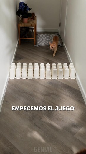 Juegos para gatos | Genial