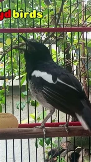 #kacer #kacergacor #kacerfighter #kicaumania #loydbirds