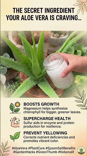 The Secret to Lush, Green Aloe Vera! 🌿✨