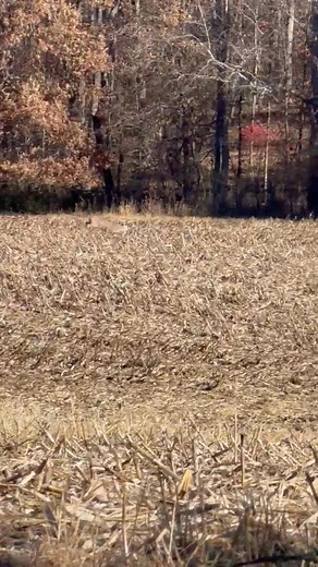 638K views · 4.1K reactions | And this is why you stay in your stand and not get out and walk around !! | Whitetailoutfittersofohio Ty McCombs | Facebook