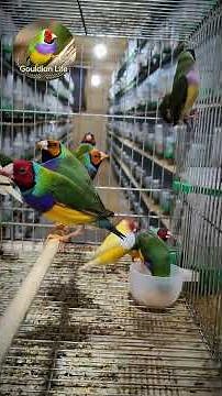 Inside a Gouldian Finch Breeding Aviary #AustralianFinches #GouldianLife
