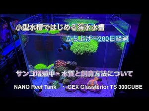 小型水槽ではじめる海水水槽【海水魚・サンゴ飼育】立ち上げ〜200日後 水質 水槽管理【マメスナギンチャク】【スターポリプ】【NANO Reef Tank】【初心者おすすめ】