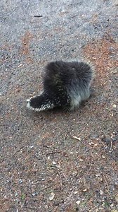 Porcupines do not move very quickly. When you have quills like these you don't have to. #porcupinequills #porcupinewaddle | Squam Lakes Natural Science Center