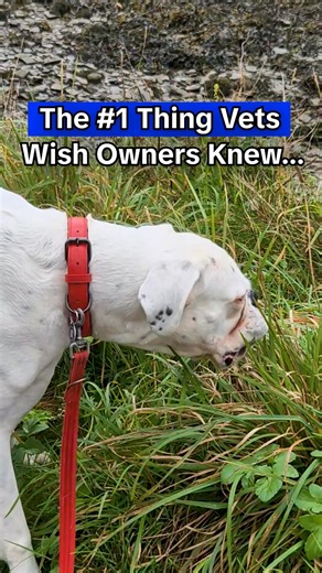 24K views · 60 reactions | “What’s the #1 thing I wish more pet...