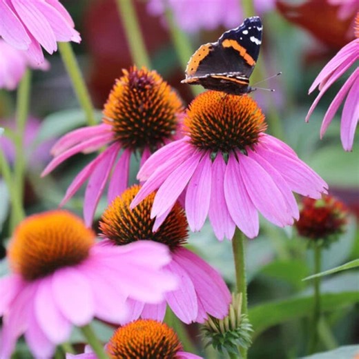 200 Eastern Purple Coneflower Seeds | Echinacea Purpurea Perennial - Etsy