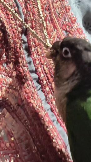 My Conure Is a Real Gold Digger! 😜🪙🐦🤣