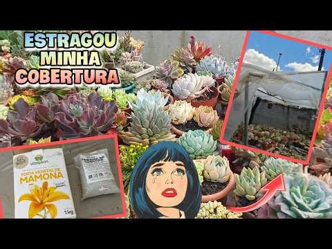 Cyclone pierced agricultural plastic and fertilizers, shell flour, and 6 plants that can survive ...