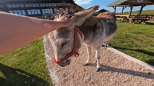 Point View Feeding Donkey Friendship Between Stock Footage Video (100% Royalty-free) 3412986999 | Shutterstock