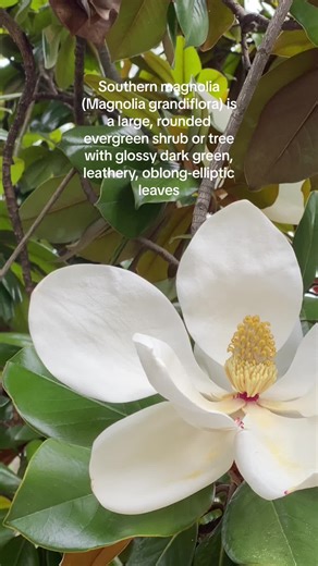 The Magnolia Grandiflora is a large, rounded evergreen shrub or tree with glossy dark green, leathery, oblong-elliptic leaves, often rusty-brown beneath, and highly fragrant, cup-shaped, cream flowers to 25cm across in late summer and autumn! #plants #magnolia #italy