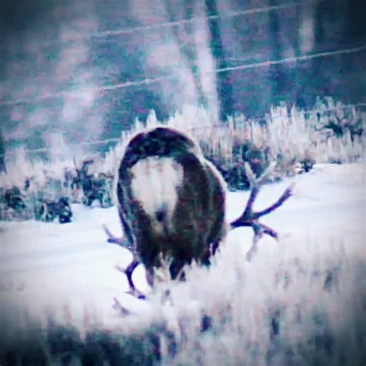 Clay Allen on Instagram: "Too bad I didn’t find this one in time to get both drop tines. #deer #muledeer #droptines #droptinessavelives"