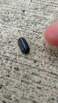 Roly-Poly Rolls up into a ball