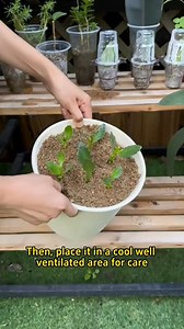 How to Propagate Kalanchoe in 2 Ways #gardening | Ramos Mark