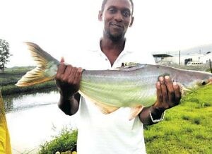 Is Basa the panacea? - Jamaica Observer