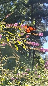 15K views · 144 reactions | Happy Sunday Y'all 曆 who else is ready for Spring!? It's calling for snow Tuesday 藍 but we can dream of the warm and sunny days ahead right?  #happysunday #springvibes #summervibes #butterfly #readyforspring | Love Crafted Decor | Facebook