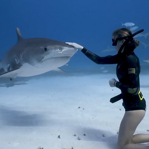This huge tiger shark swam right up to diver Nikki Brady 🦈 Check out more trending stories on ITK: https://bit.ly/39pSMAR | In The Know