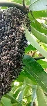 angry honey 🐝 bees 🐝 in apple mango tree chased me🤣