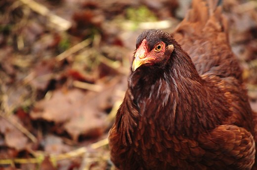 Avian Influenza | Washington State Department of Agriculture