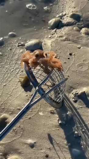 This little guy is on the move. The Atlantic pygmy octopus is a reddish orange in color which is caused by pigmented cells called chromatophores that are common in many animals .They are capable of becoming a dark, light shade ranging from brown to orange. As hatchlings, their chromatophores can also appear yellow. The pygmy octopus is found in warm temperate to tropical waters of the Atlantic. We seen these creatures often.Mother Nature never disappoints. 🐚 Come shell with us let us help you f
