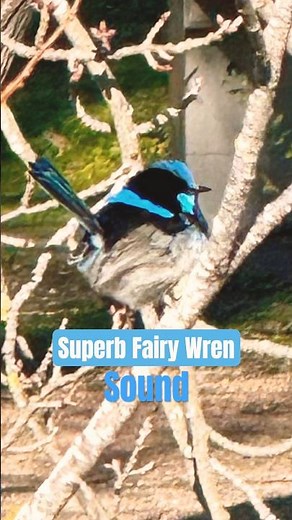 Superb Fairy Wren Call and Sounds | Splendid!