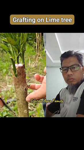 Grafting lime tree | Ichsan Agro Family
