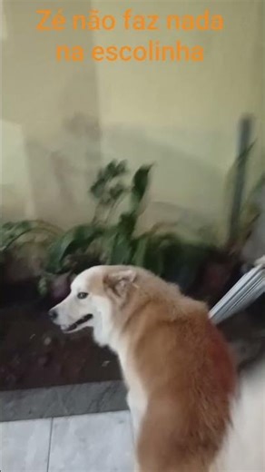 Zé and his little school