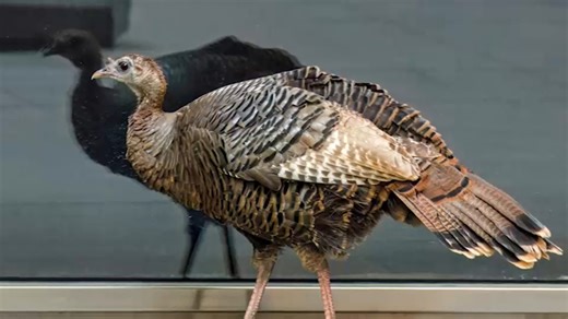 Wild turkey trotting around Manhattan, possibly looking for a mate
