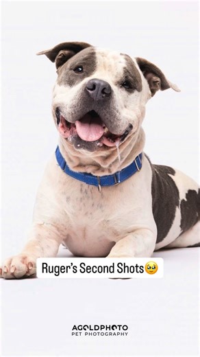 Tampa Pet Photo Studio on Instagram: " Ruger got adopted from the Hillsborough County Pet Resource Center after someone saw his Second Shot on Facebook."
