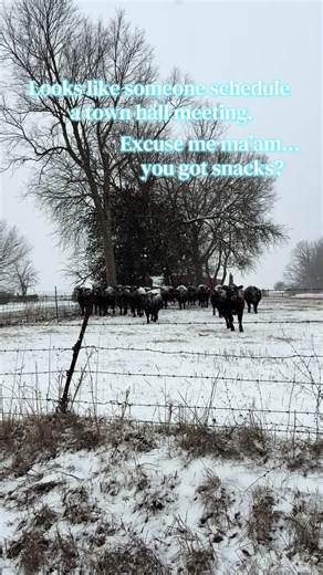 The last snow and cold spell had the cows scheduling a meeting and needing a little something extra. #cows #gotsnacks #farmlife #countrylivin #midwest
