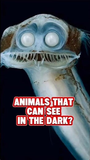 Night Vision Masters You Don’t Want to Meet 🌑👀 #wildlifeentertainment