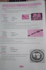 Observation : a. Azolla \begin{array}{ll}\text { Kingdom } & -\... | Filo