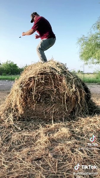 It’s currently 105 & rabbits/worms are loving the barn! #tamukrabbits #rabbitsoftiktok #rabbits #rabbitfarm #rabbitfarmer #wormfarm #wormfarming #farmlife #farmtok #vermiculture #phillipsfarmm