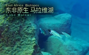 【东非原生】马拉维湖 (22)  慈鲷 合集3P