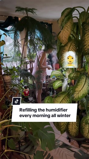 Filling the humidifier every morning to combat the dry air created by the heaters in the winter is a squeeze. 🥲 #toomanyplants #plantroom #sunroom #plantparentsoftiktok #dieffenbachia