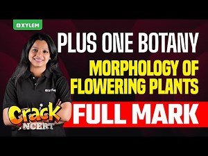 Plus One Botany | Morphology Of Flowering Plants Full Mark - Crack NCERT | Xylem Plus One