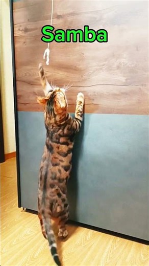 Samba De Janeiro...#cat #love #funny