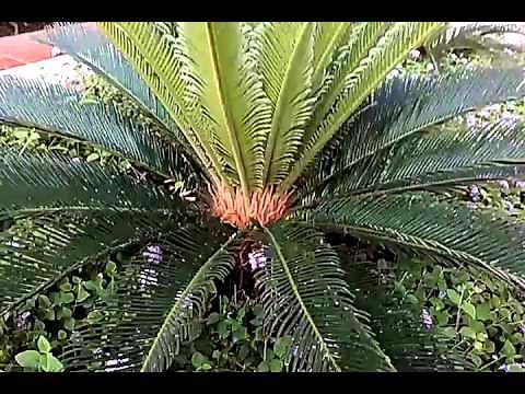 Scale leaves of Cycas