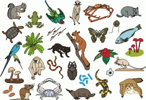 Classification of living things