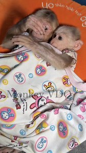 515K views · 9.5K reactions | wow baby monkey knows how to make heart hand gesture 藍藍﫶﫶﫶 . . . #babymonkey #animals #shortvideofbreels #lovelyanimals | Monkey vdo | Facebook