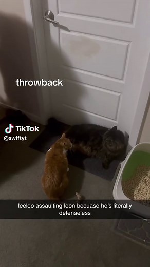 Explosive BBW Catfight Throwback Moments