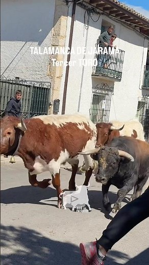 Tercer toro encierro Talamanca de Jarama #shorts