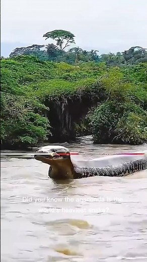 Anacondas:The World's Heaviest Snake! | Amazing Wildlife