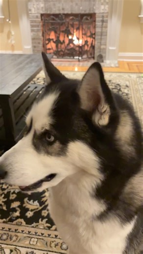 My husky says Good Night 😴 #dogtalk #huskylife#dogtalk