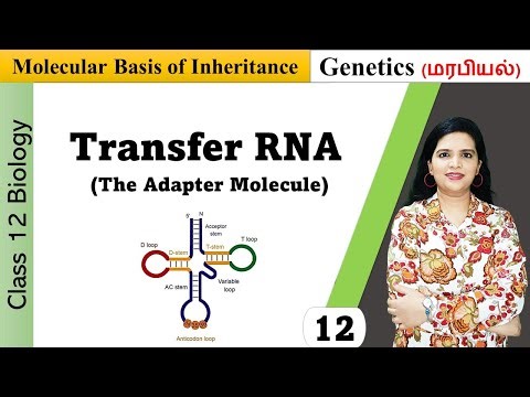 Transfer RNA (tRNA) | Structure and Functions in Tamil