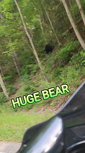 We almost T-boned this 350 lbs bear on our first run down The Tail of The Dragon this morning. It reiterates why I need to have our cameras rolling at all times. #knuckleheadedadventures #bikerdog #adventuredog #tailofthedragon | Knuckleheaded Adventures