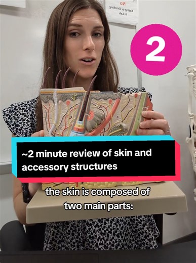 #anatomy #anatomylesson #stem #teacher #stemeducation #integumentarysystem #skin #tip #learning #studytipsforstudents #stemtok #quiz #studyhack #learnwithtiktok #anatomyandphysiology #anatomylessons #anatomyteacher #learnfromme #studytime