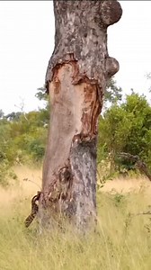 10K reactions · 391 shares | A wildlife package and Gorilla trekking in Uganda offers a once-in-a-lifetime experience to see endangered mountain gorillas in their natural habitat. The main trekking destinations are Bwindi Impenetrable National Park and Mgahinga Gorilla National Park. Let's help you Book Your permits and secure an Unforgettable ultimate luxury Experience of a Life time. For More info Call or WhatsApp Us on 0743216614 | Ronnie Tourist Safari Guide Uganda | Facebook