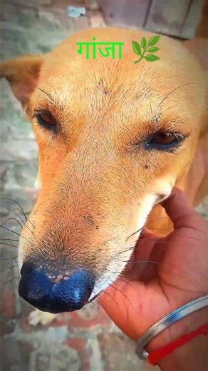 #ganjalovers 😱 🌿DOG EATS TOO MUCH WEED 🌿#vlog #Nagmanigupta #nagmanivlog #funny #newvlog