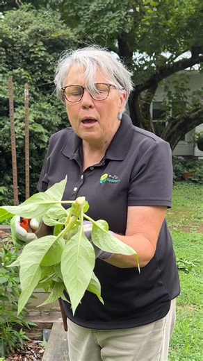 Learning when and what to do in your garden makes it so much easier to have flowers galore and an easy care garden. My book ‘The Cut Flower Handbook’ will fill in all your blanks. Combined that with the BIG Calendar-Journal: you’re set! And that’s exactly what my goal is— to clear the way for you! I am pinching Celosia Sunday Bright Pink, a strong branching warm season annual. #gardenersworkshopfarm | The Gardener's Workshop